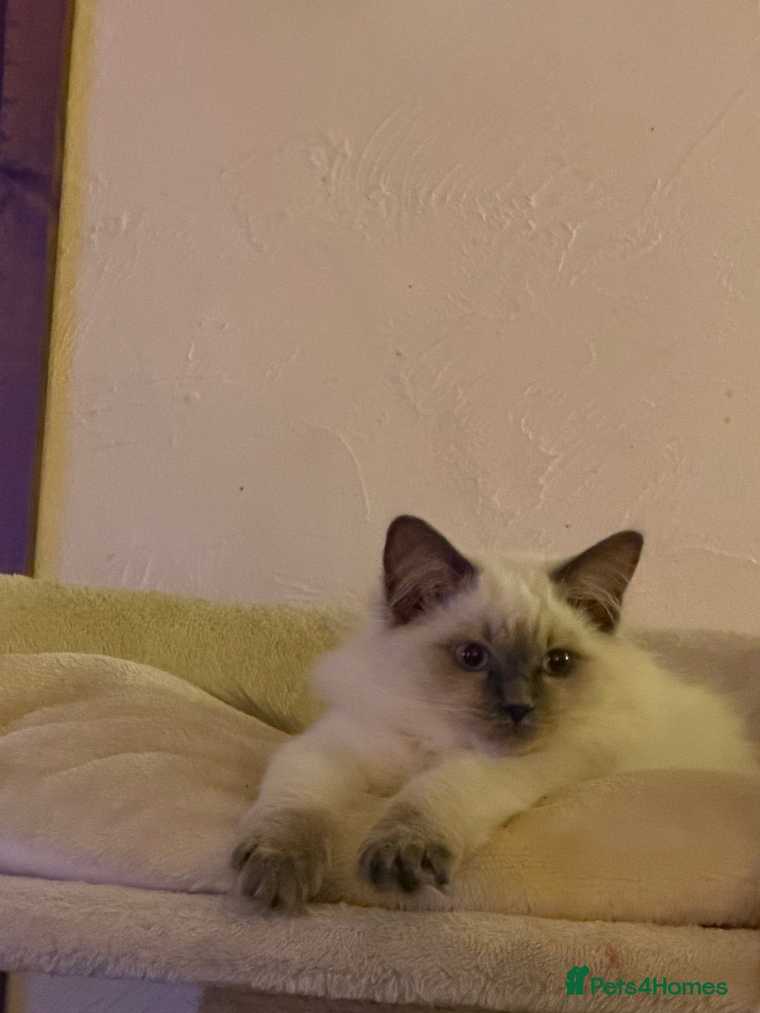 Ragdoll cats for sale: Beautiful ragdoll - Advert 6