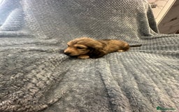 Miniature Dachshund dogs for sale: Miniature long haired CREAM boys  - Image 12