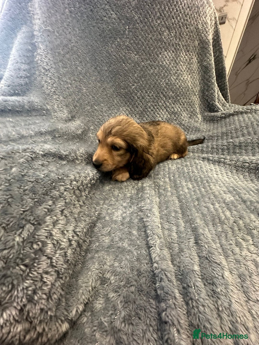 Miniature Dachshund dogs for sale: Miniature long haired CREAM boys  - Image 12