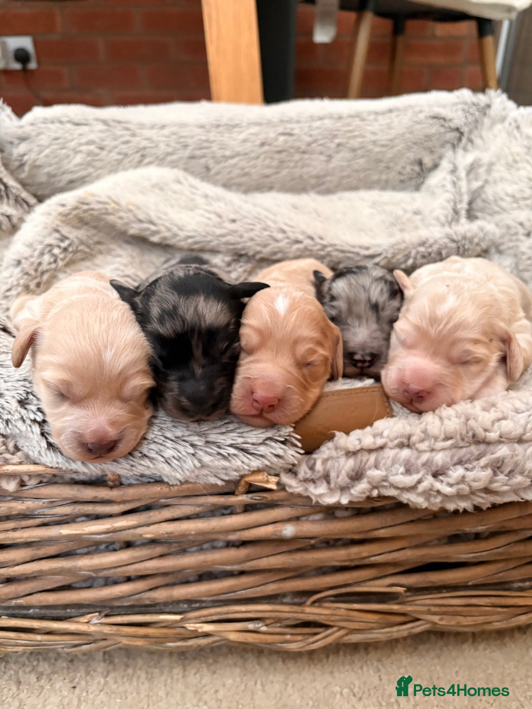 Cockapoo dogs for sale: Newborn F1 show miniature Cockapoo puppies - Advert 2