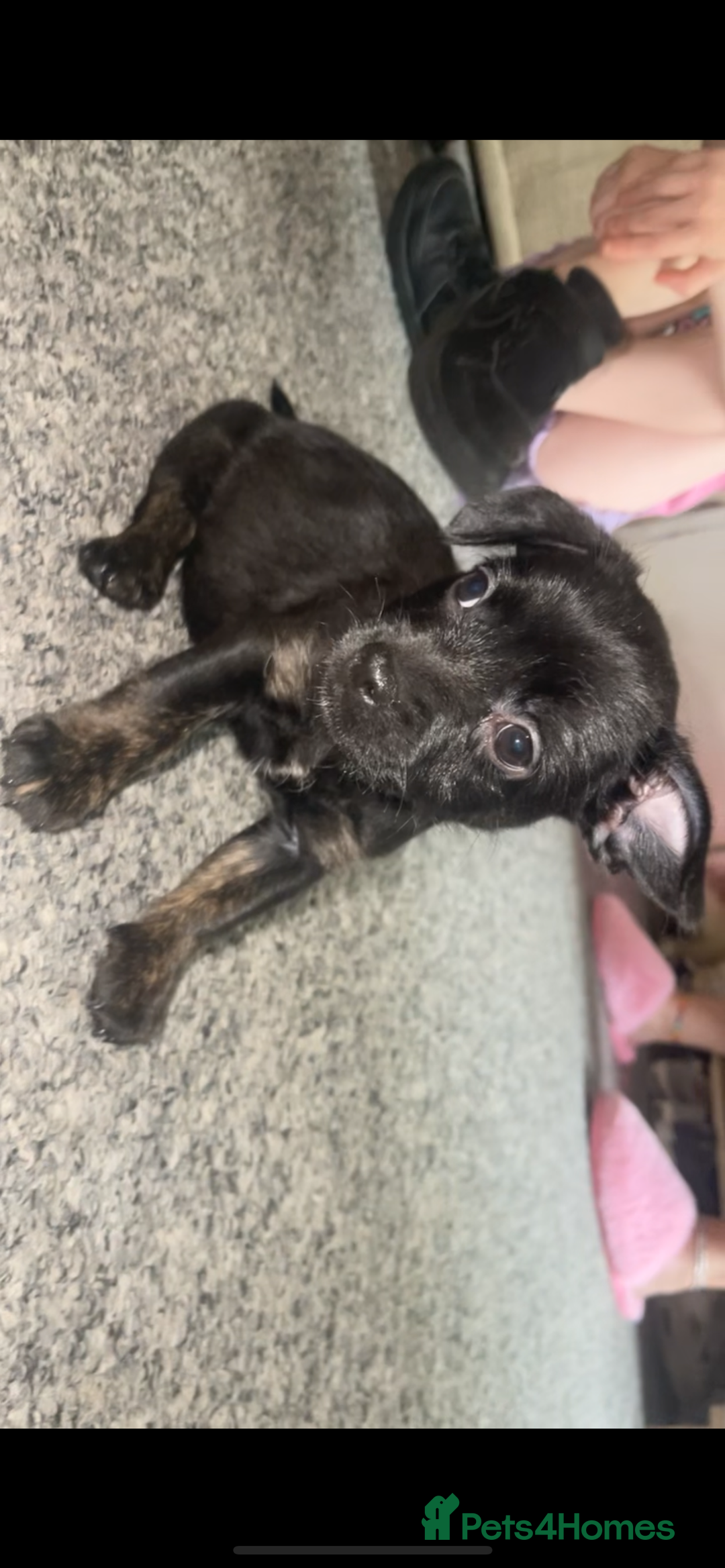 Mixed Breed dogs for sale: French/poodle - Image 1