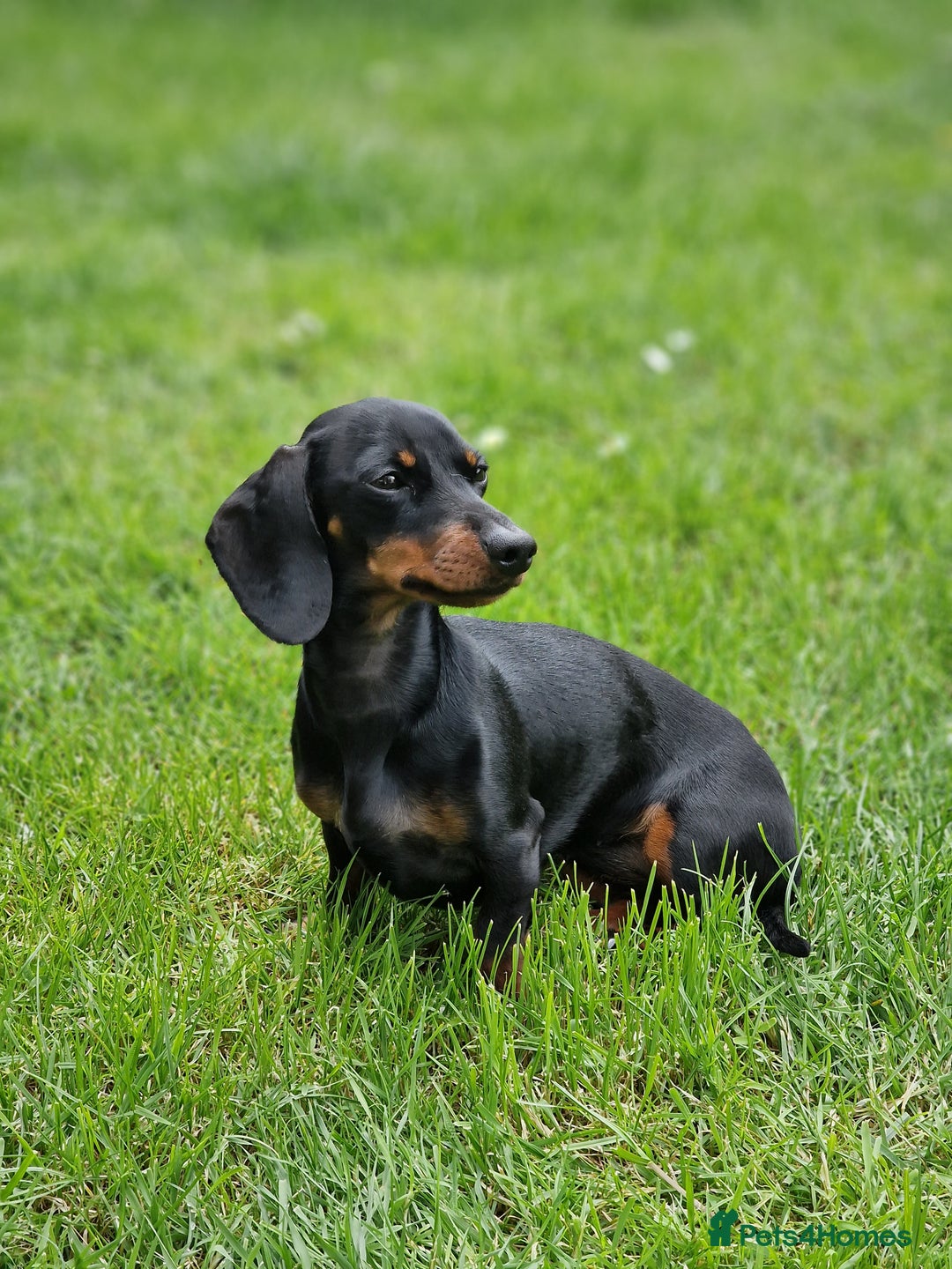 Miniature Dachshund dogs for sale: Beautiful black & tan miniature Dachshund puppies - Image 27