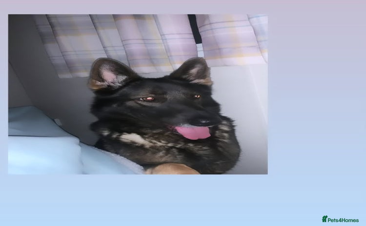 Mixed Breed dogs - Advert 1