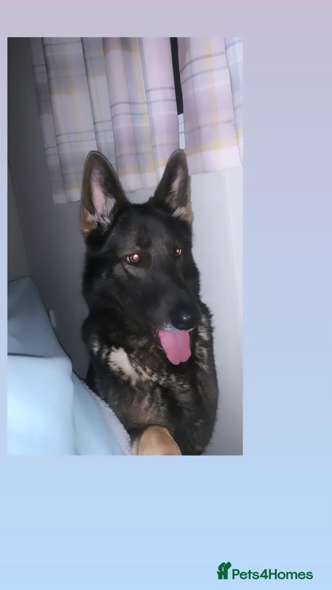 Mixed Breed dogs for sale: Alaskan blue German shepherd  - Image 1