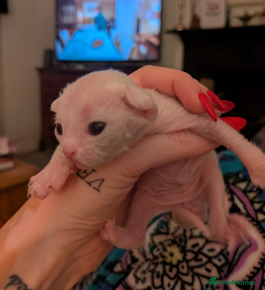 Devon Rex cats for sale: Two of the most beautiful Devon rex kittens  - Advert 5