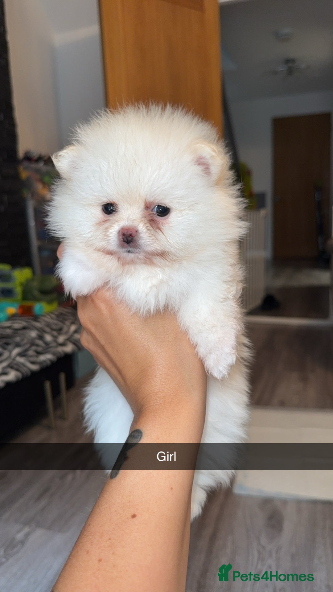 Pomeranian dogs for sale: Beautiful thick coat poms READY to leave next week - Image 2