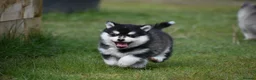 Pomsky dogs for sale: Genuine Pomsky puppies from health tested parents - Advert 24
