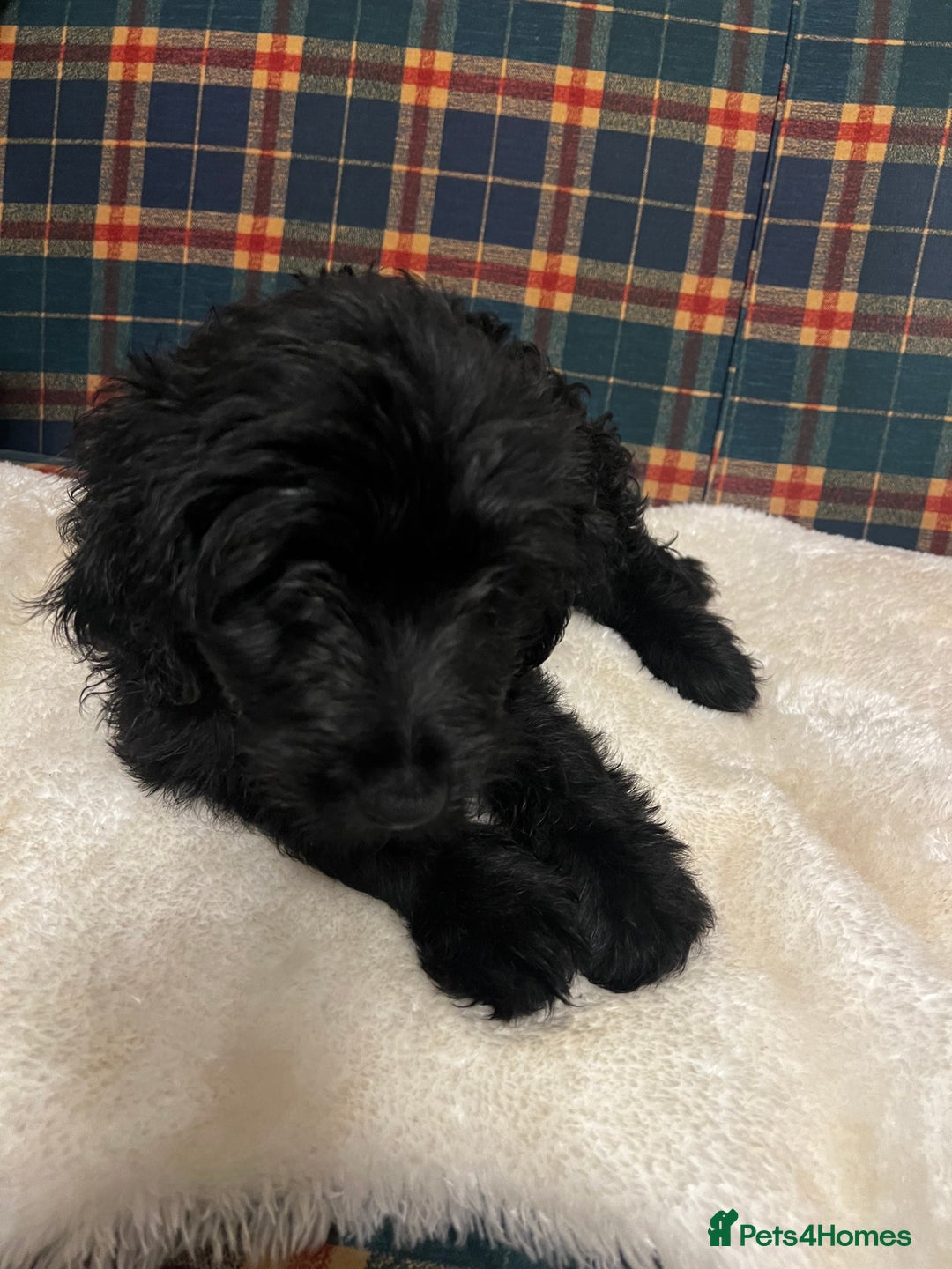 Mixed Breed dogs for sale:  🐾 Labradoodle x Entlebucher Sennenhund Puppies! - Image 5