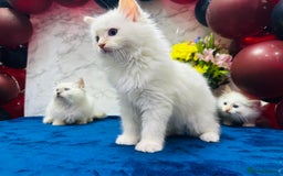 Ragdoll cats for sale: TICA Registered Magnificent Ragdoll kittens  - Image 22