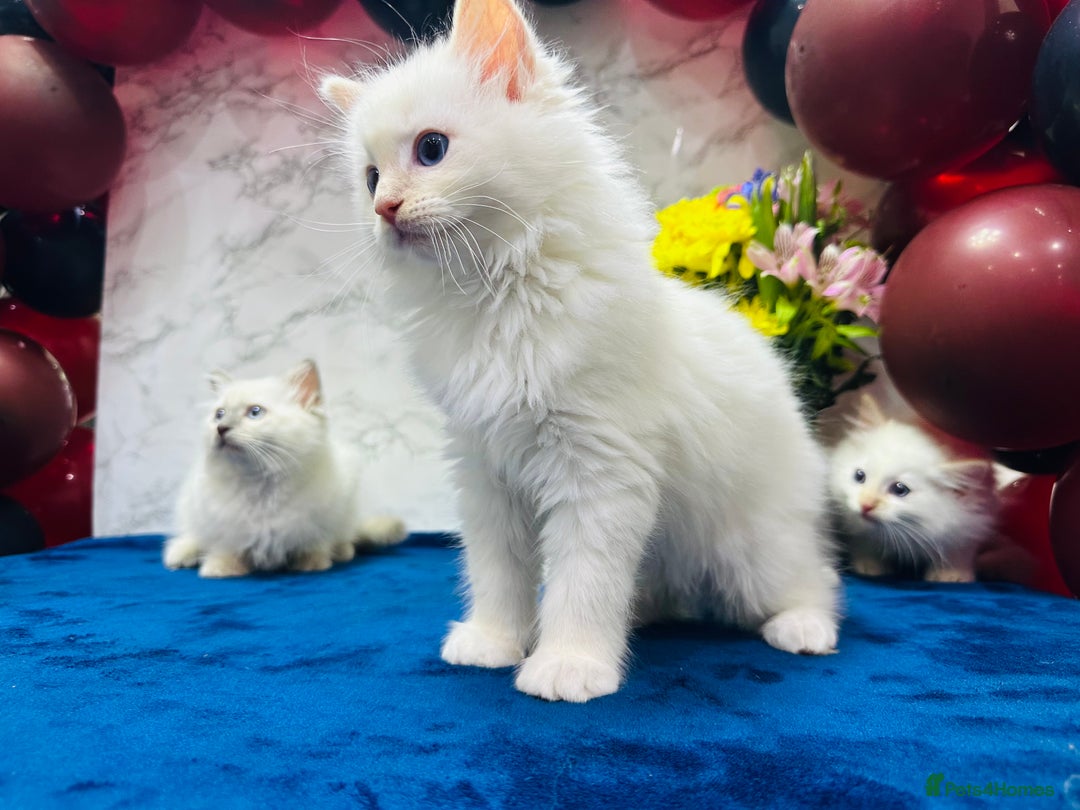 Ragdoll cats for sale: TICA Registered Magnificent Ragdoll kittens  - Image 22