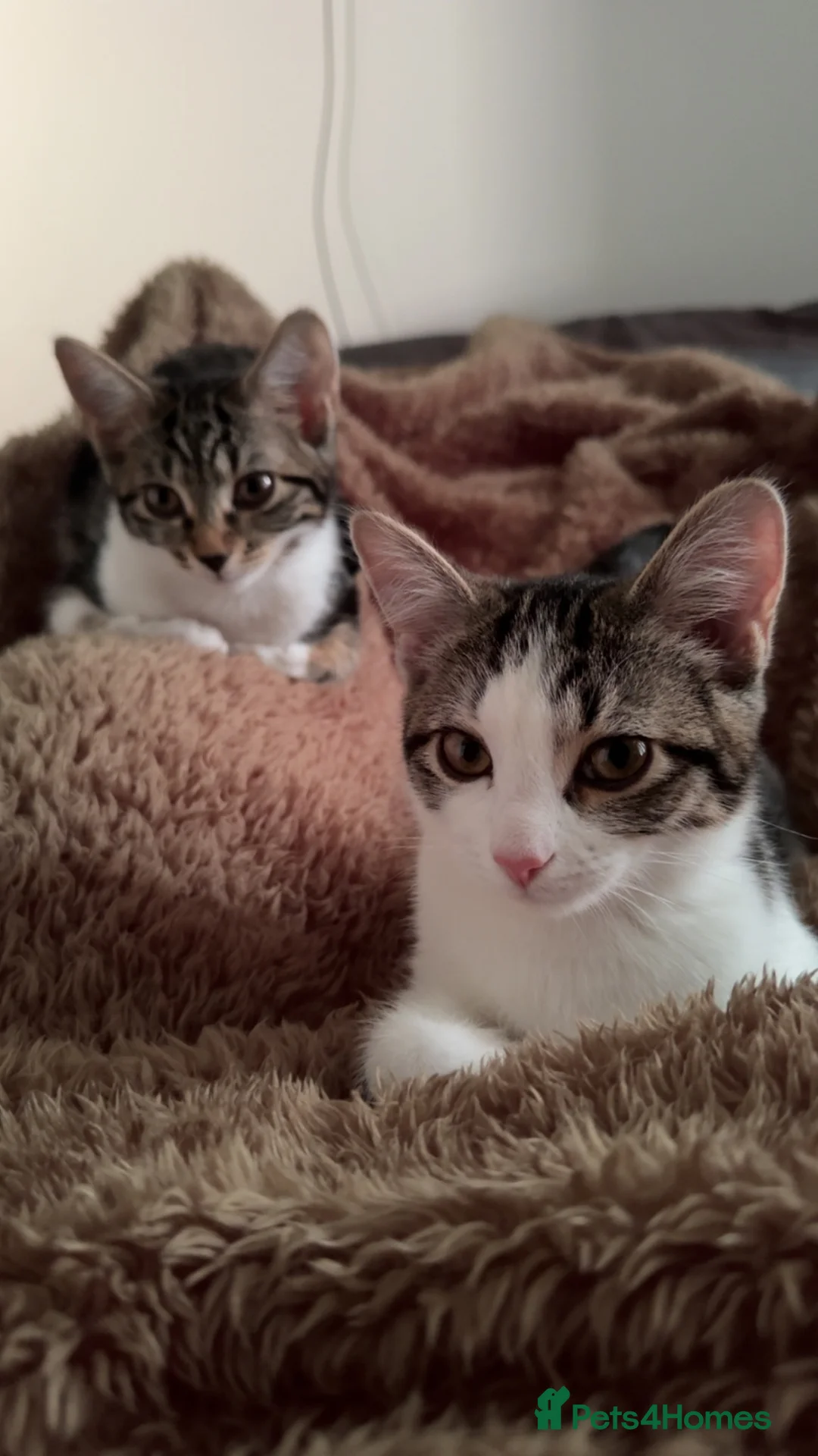 Domestic Shorthair cats for sale: Bonded pair - To be rehomed together  - Advert 2