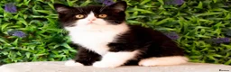 British Shorthair cats for sale: STUNNING BSH KITTENS! in Derby - Advert 4