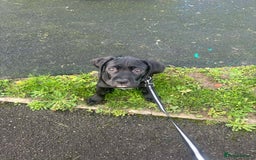 Cane Corso dogs for sale: Beautiful cane corso pup  - Advert 7