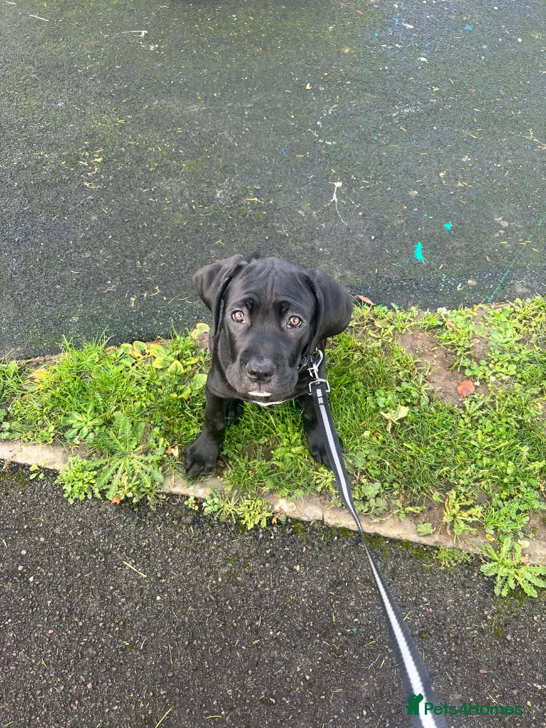 Cane Corso dogs for sale: Beautiful cane corso pup  - Advert 7