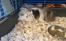 Guinea Pig rodents for sale: Long haired Peruvian Guinea Pigs - Image 4