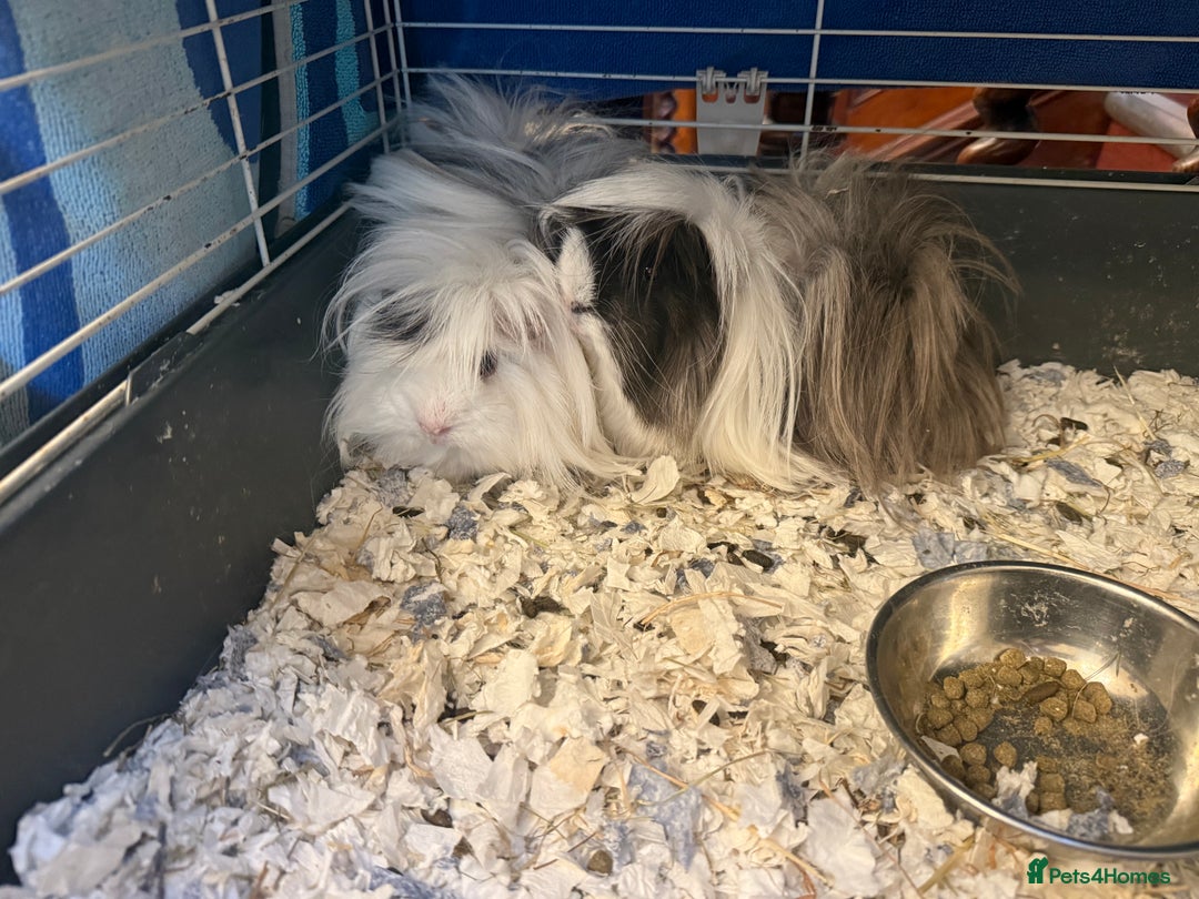 Guinea Pig rodents for sale: Long haired Peruvian Guinea Pigs - Image 4