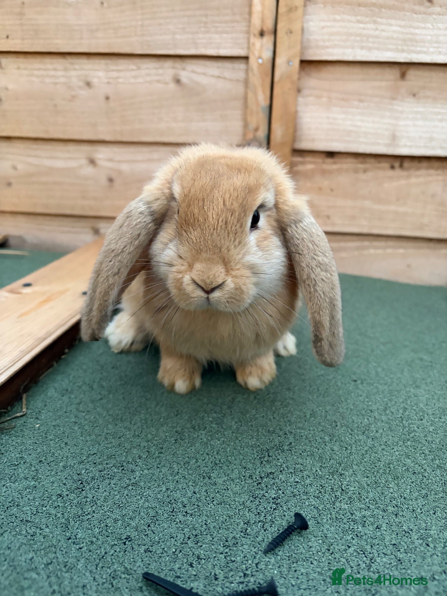 French Lop rabbits French lop x mini lop girls  - Advert 12