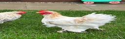 Chickens poultry for sale: Two Friendly Pekin Cockerels in Castle Cary - Advert 2