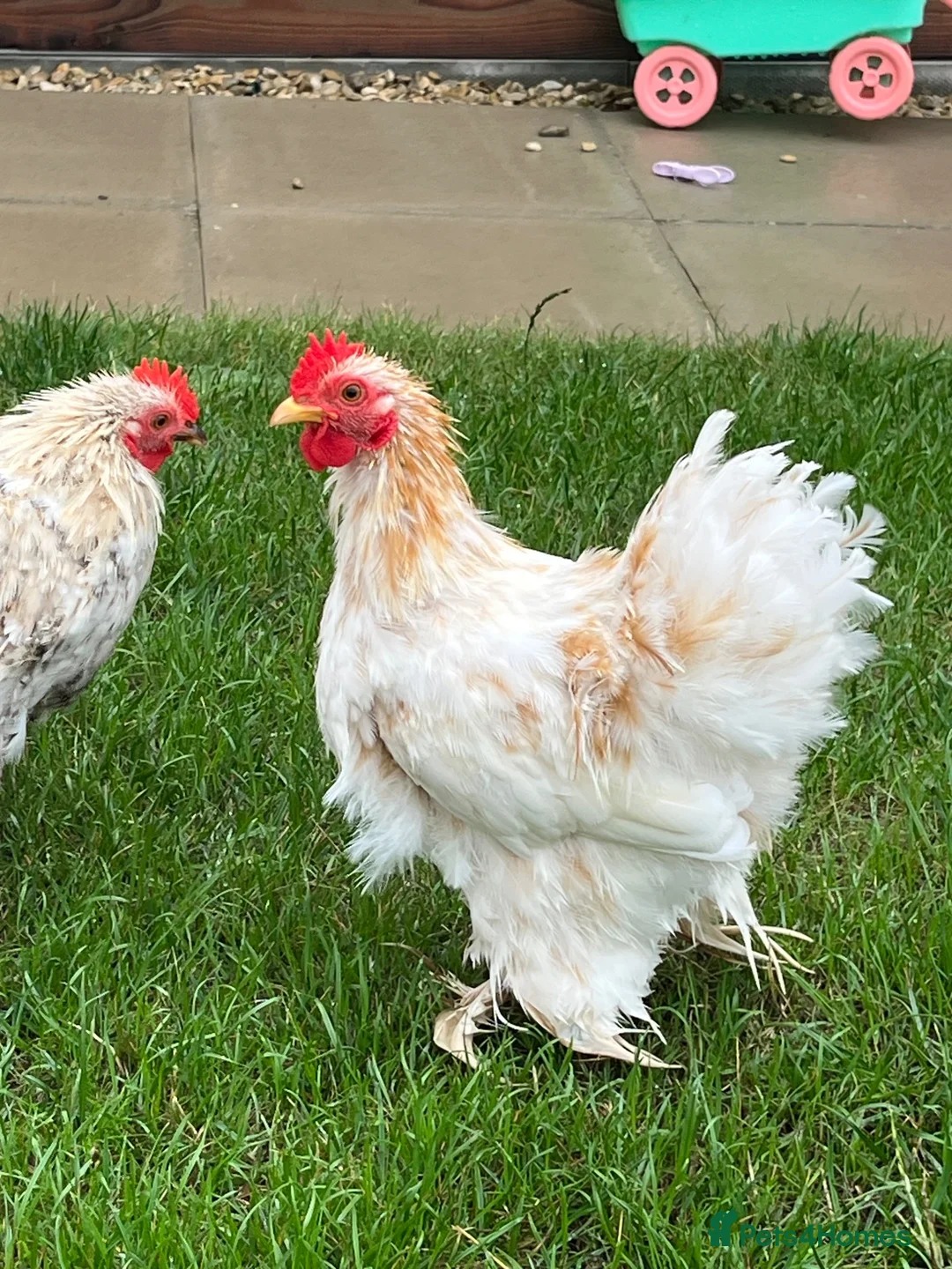 Chickens poultry for sale: Two Friendly Pekin Cockerels in Castle Cary - Advert 2