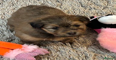 Havanese dogs - Advert 12