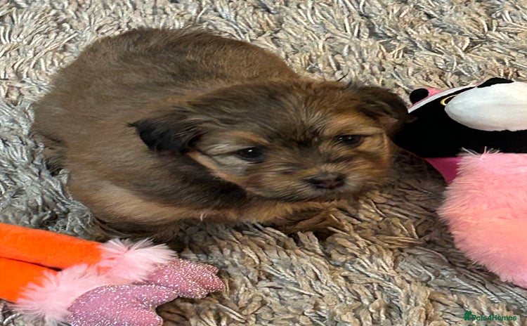 Havanese dogs - Advert 3