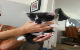 Mixed Breed cats for sale: Beautiful kittens - Image 6