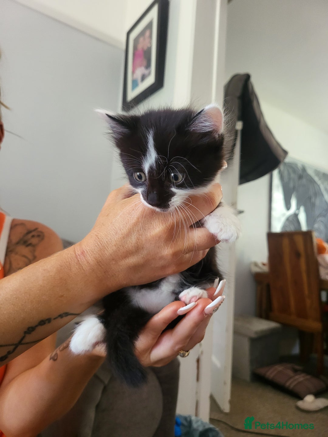 Mixed Breed cats for sale: Beautiful kittens - Image 6