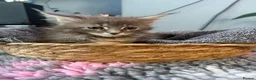 Maine Coon cats for sale: Beautiful Maine Coon kittens **READY NOW*** - Advert 4
