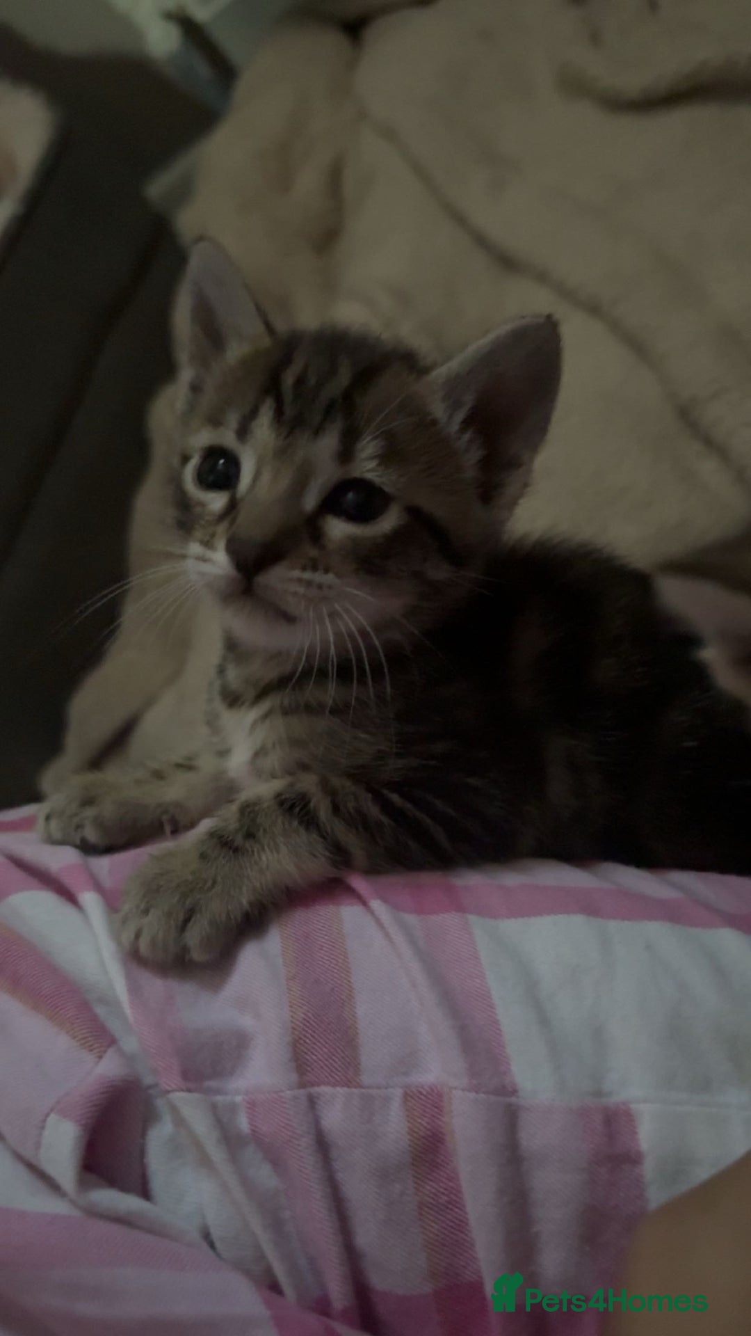 Bengal cats for sale: bengal kittens  - Advert 31