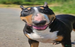 English Bull Terrier dogs for sale: Beautiful girl - Image 20