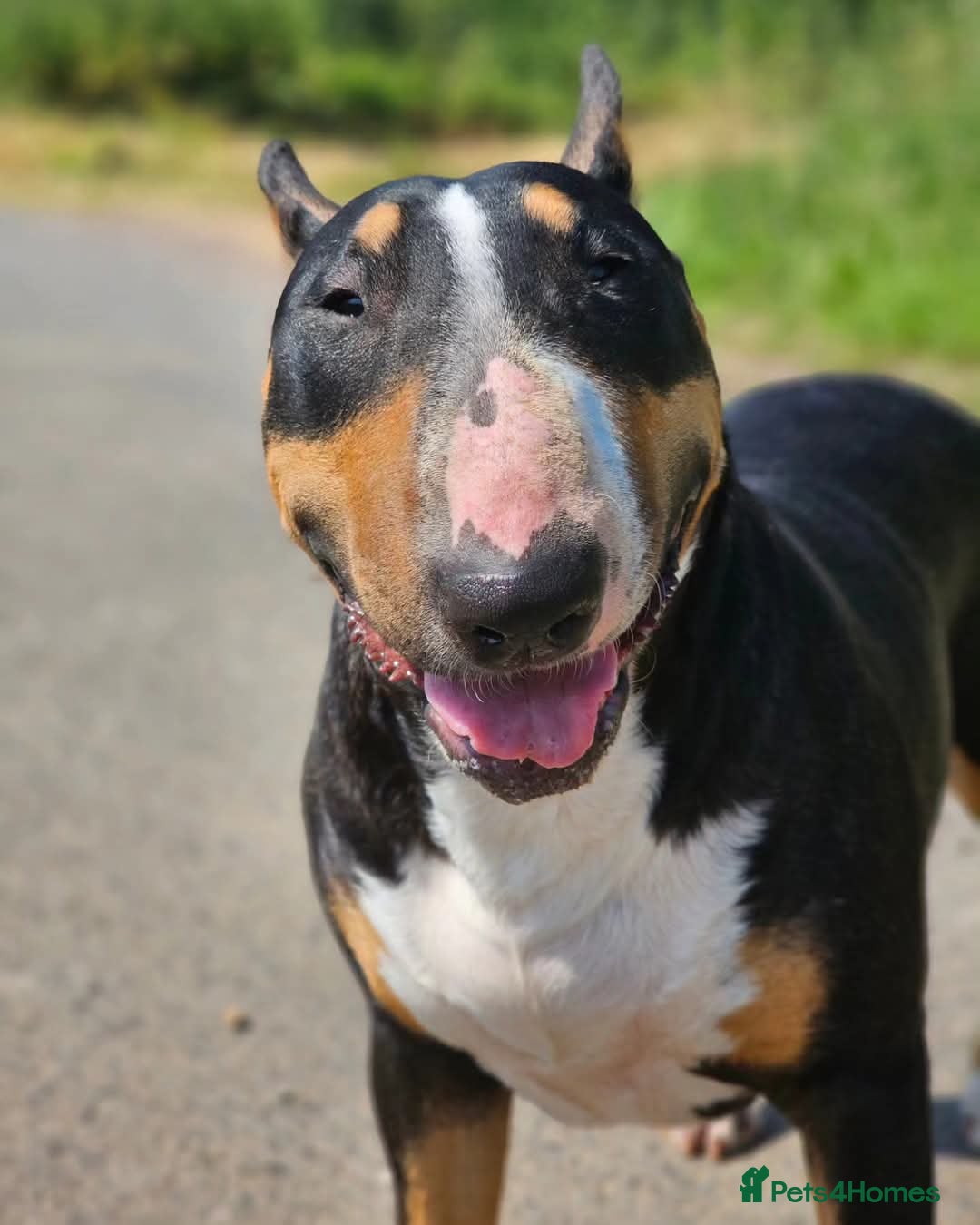 English Bull Terrier dogs for sale: Beautiful girl - Image 20
