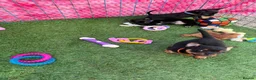Chihuahua dogs for sale: Beautiful chihuahua puppies - Advert 15
