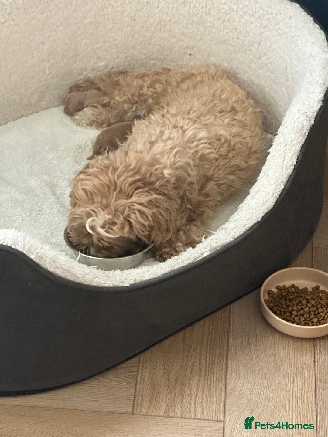 Maltipoo dogs for sale: Rare maltipoo puppies please read description  - Advert 13