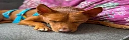 Mixed Breed dogs for adoption: Rusty - Podenco cross  in Waltham Cross - Advert 8