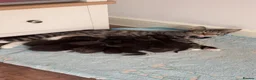 Mixed Breed cats for sale: Mixed Breed Kittens - Advert 1