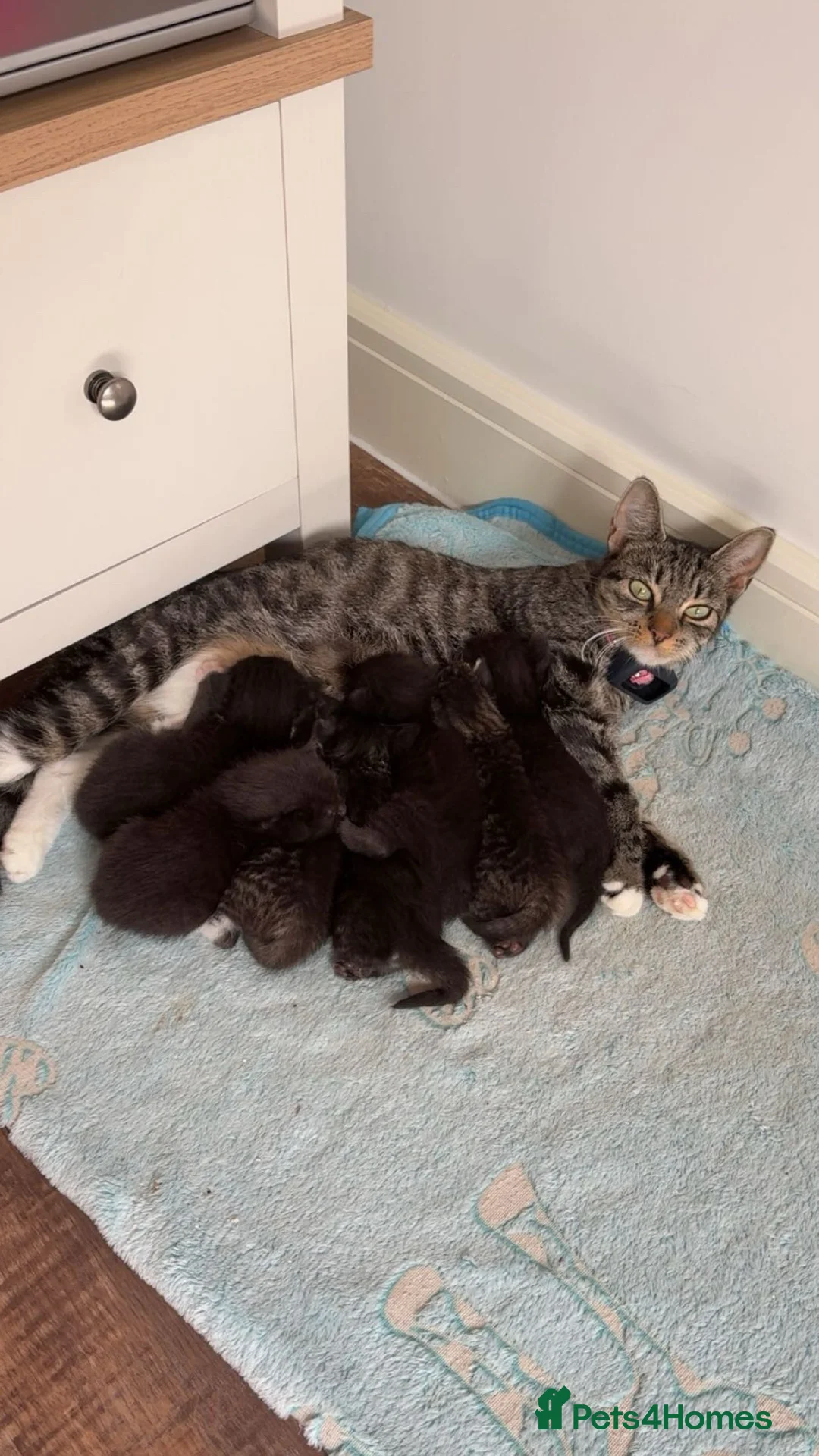 Mixed Breed cats for sale: Mixed Breed Kittens - Advert 1