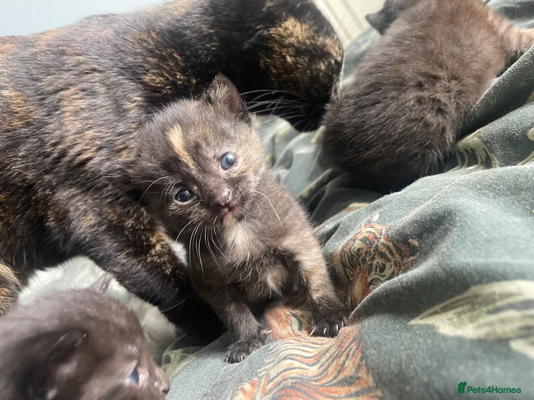Mixed Breed cats for sale: Kittens - Advert 2