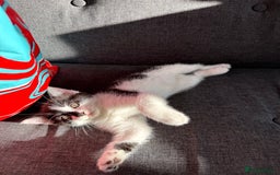 Mixed Breed cats for sale: Black and white kittens  - Image 11
