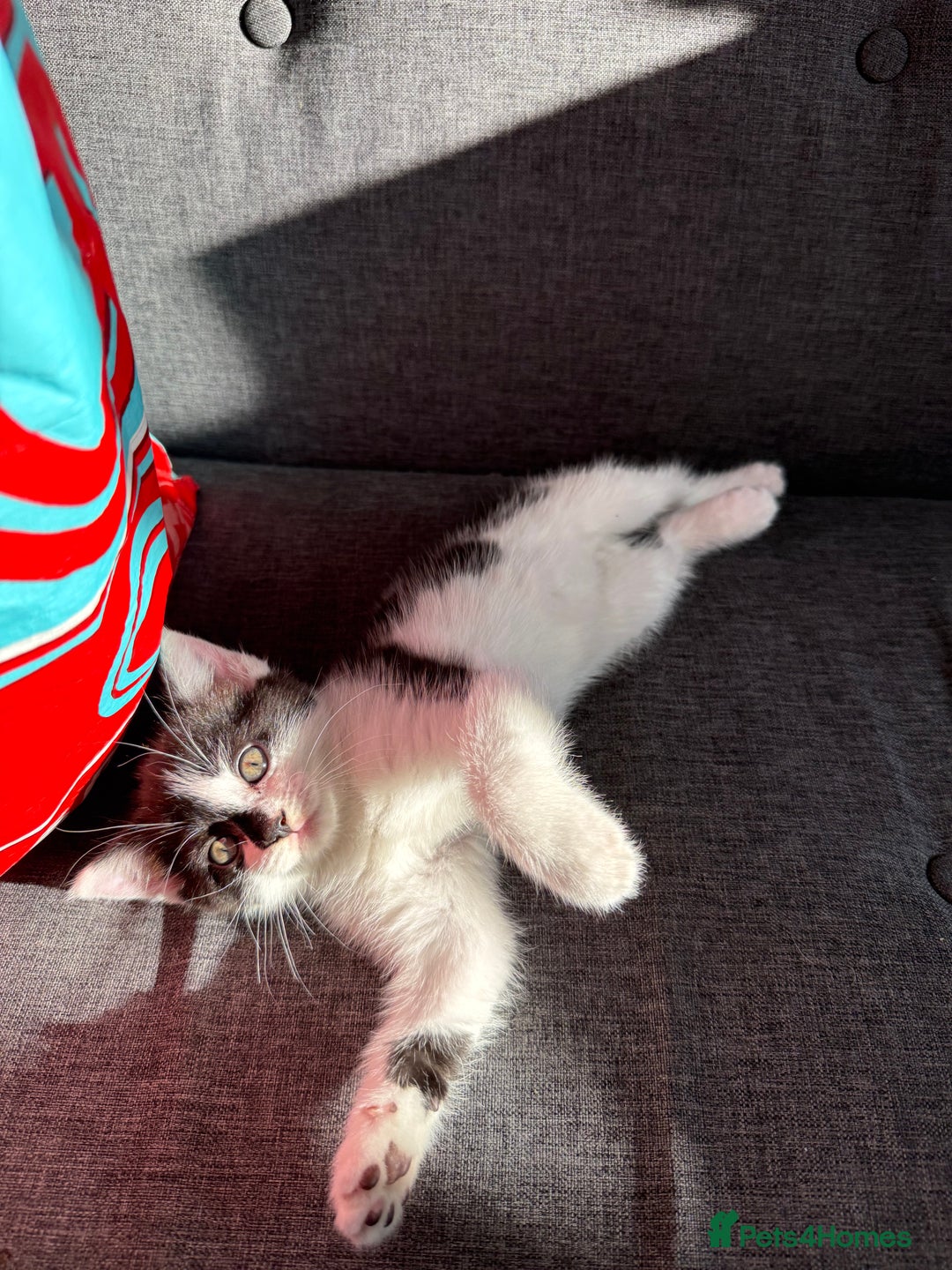 Mixed Breed cats for sale: Black and white kittens  - Image 11