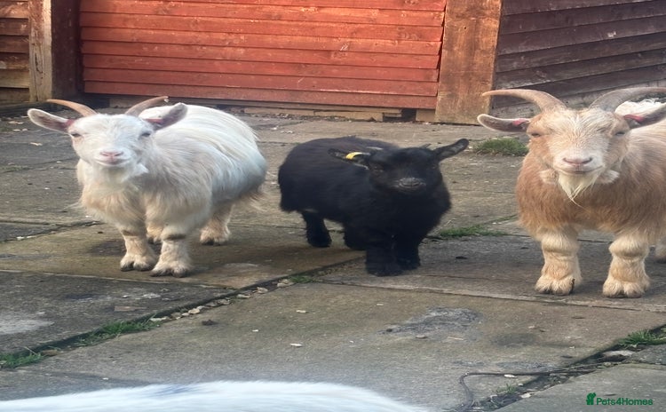 Goats livestock Loving goats looking for new pastures  - Advert 1