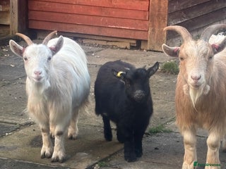 Goats livestock Loving goats looking for new pastures - Advert 5