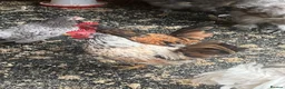Chickens poultry for sale: 2 Serema cocks 3 months old - Advert 5