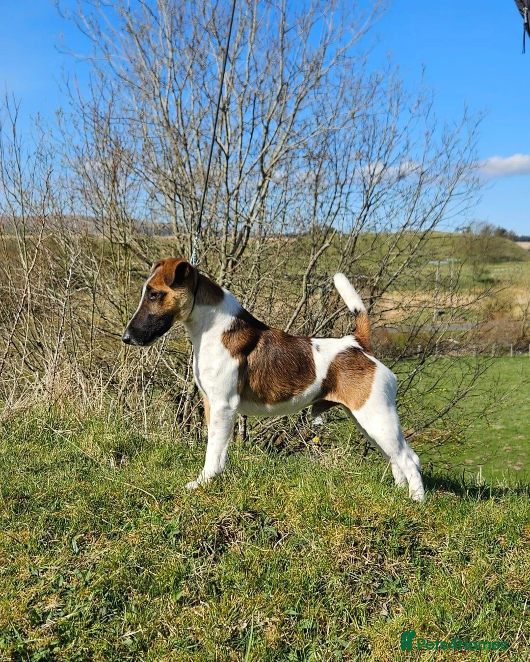 Fox Terrier dogs for sale: Ally  in Cumnock - Advert 2