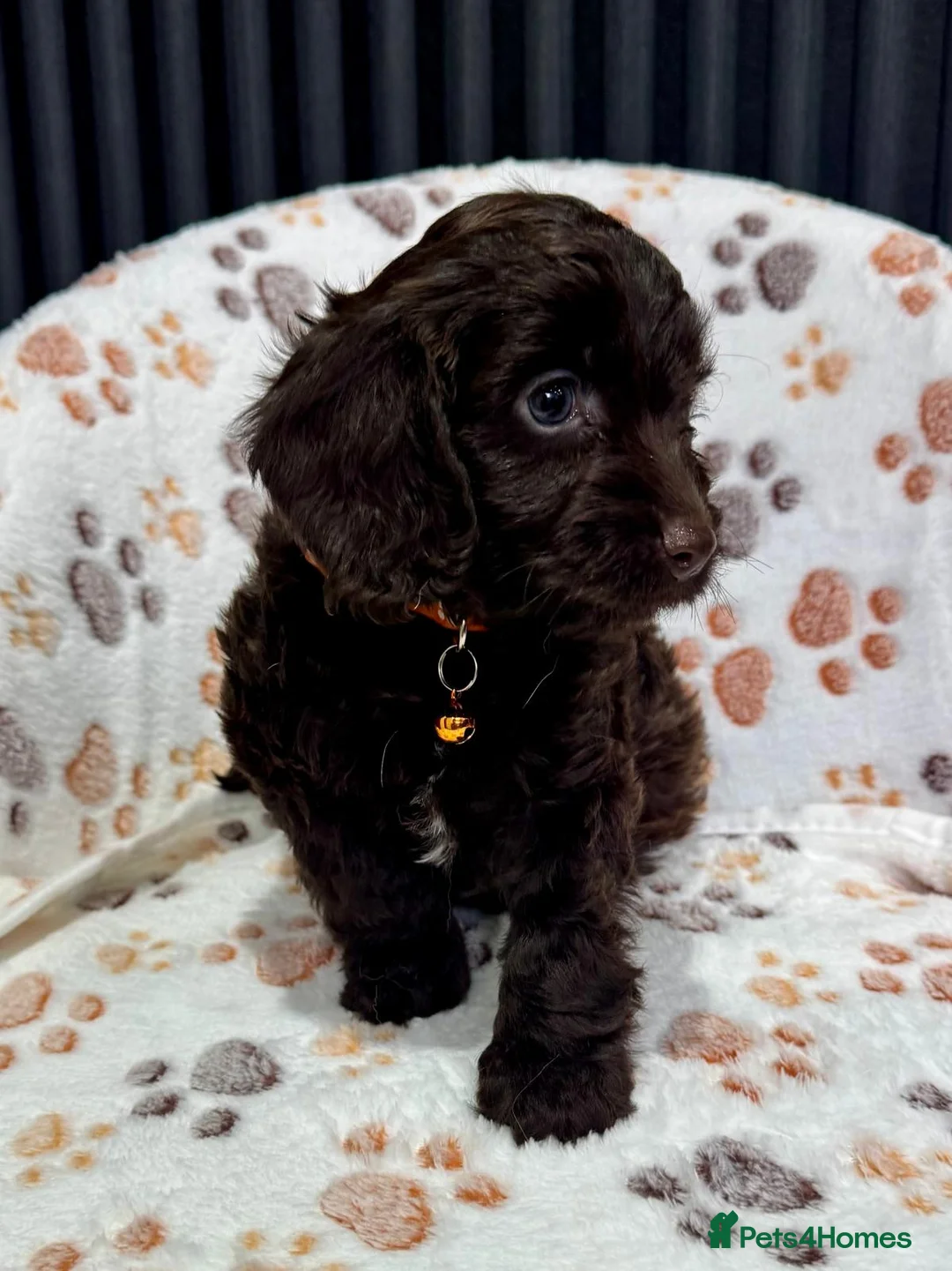 Cockapoo dogs for sale: Chocolate Phantom Cockapoo Puppies - Advert 35