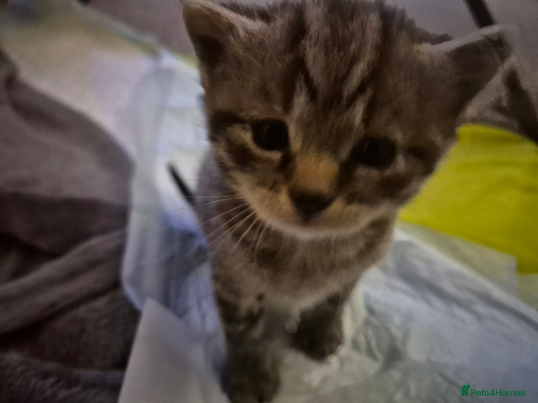 Brazilian Shorthair cats for sale: Kittens  - Image 14