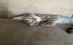 Bengal cats for sale: Gorgeous Bengal / Persian X kittens - Image 14