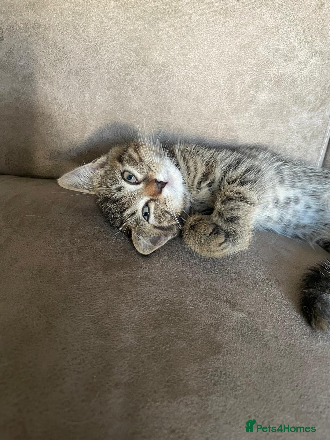 Bengal cats for sale: Gorgeous Bengal / Persian X kittens - Image 14