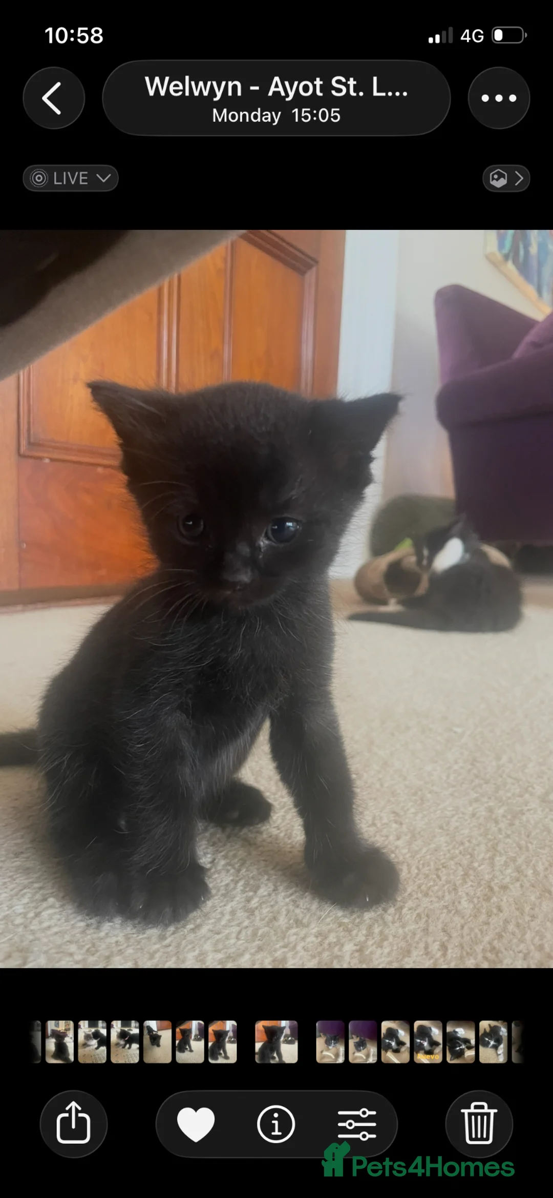 Mixed Breed cats for sale: Ragdoll mix beautiful black babies - Advert 2