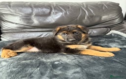 German Shepherd dogs for sale: TOP QUALITY SHOW LINES  - Image 8