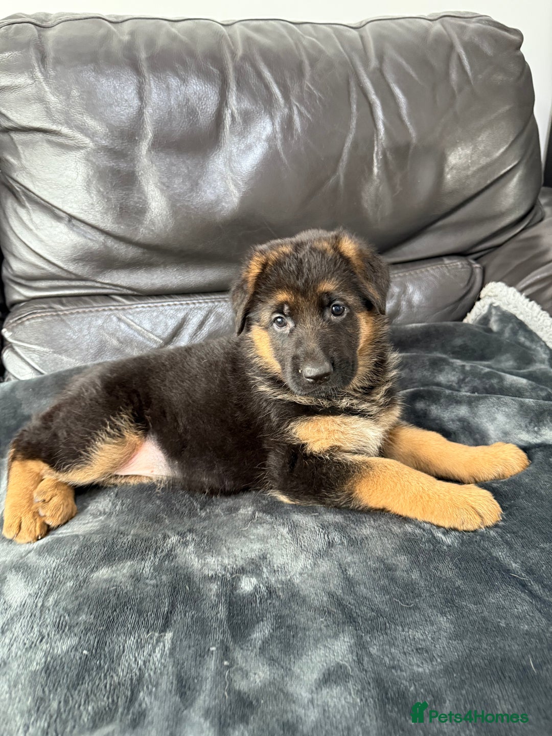 German Shepherd dogs for sale: TOP QUALITY SHOW LINES  - Image 8
